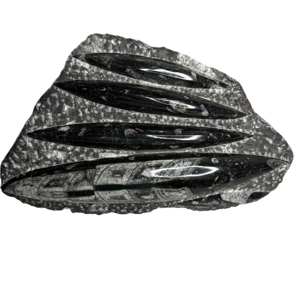 Orthoceras Fossil Sculpture Specimen Plate Plaque Squid Polished 5+ Pound Gem